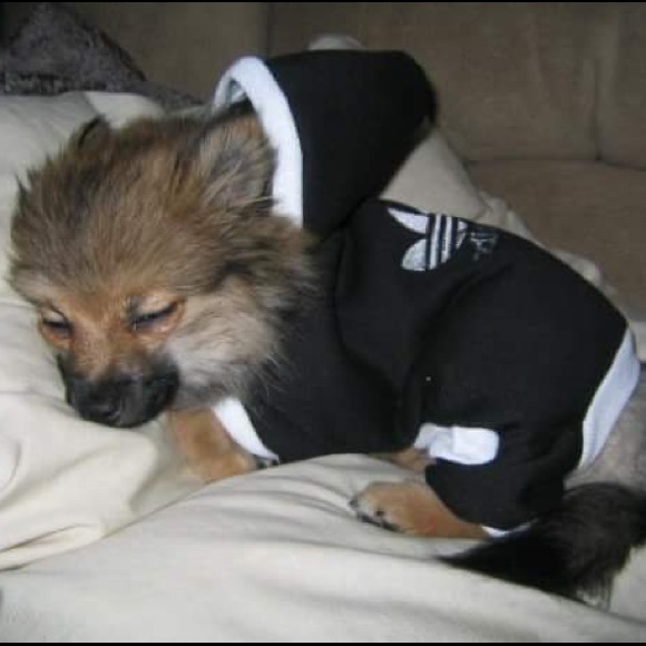 Meet your Posher, Mikey - Picture 2 of 16